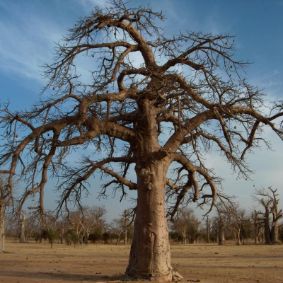 Transbaobab / Januari 2010